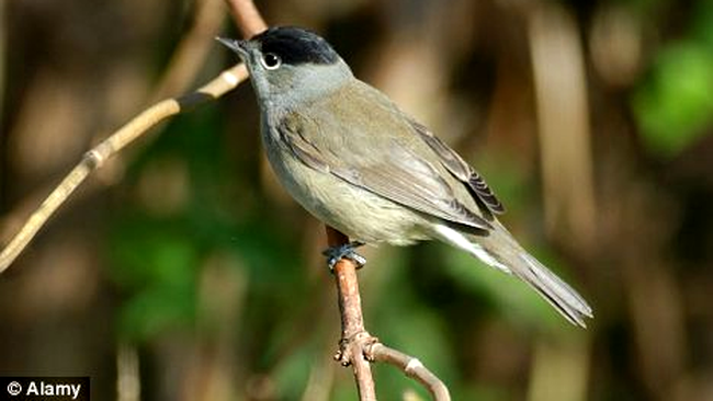 pasarea cu caciula neagra