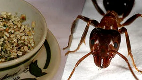 Retete culinare ciudate. Nu le incerca acasa!