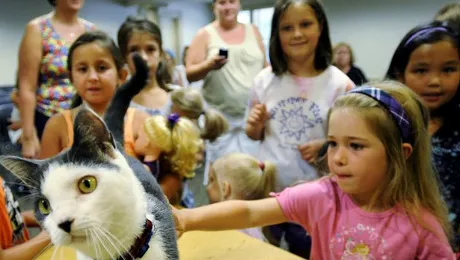 Ce le stresează pe pisici