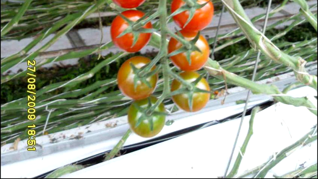 Sera de tomate in Olanda