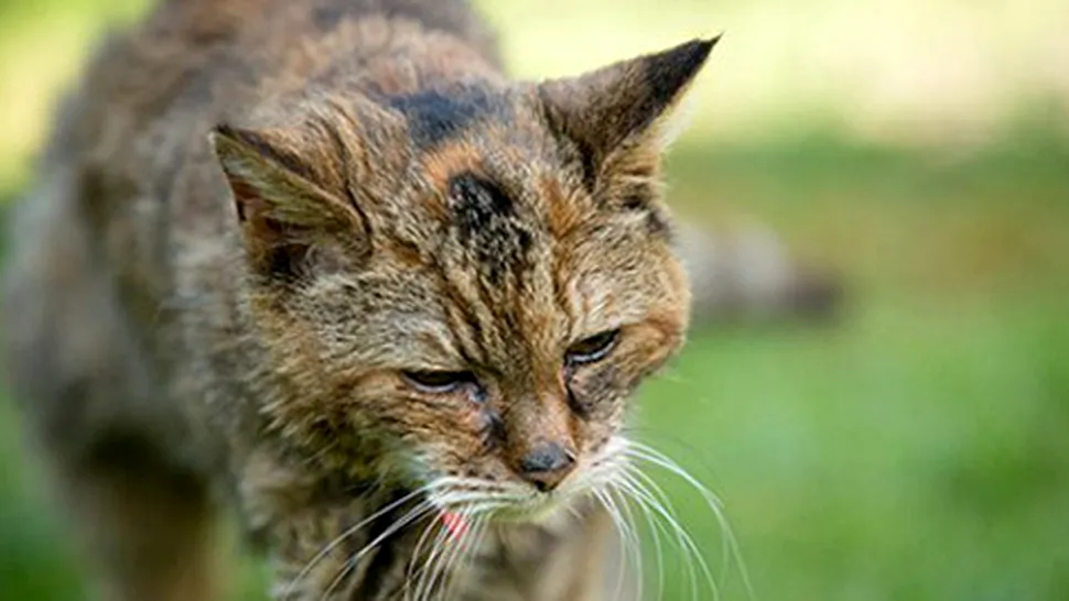 Cartea Recordurilor: Cea mai bătrână pisică din lume are 24 ani 