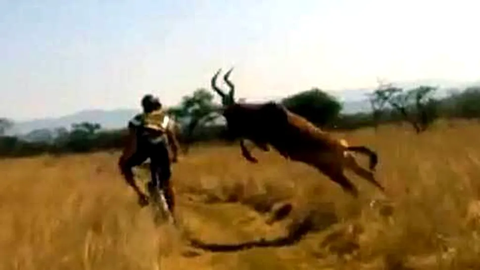 Un biciclist a fost atacat de o antilopa in timpul cursei (Video)
