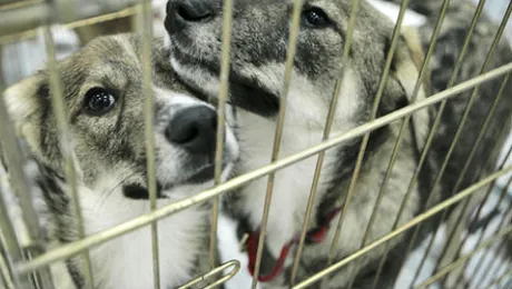 Problema cainilor maidanezi, din 2001 pana in 2011