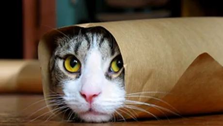 Stres-ul nu-i omoara pe proprietarii de pisici