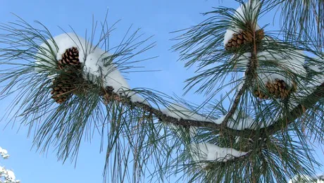 Cum se mențin pinii verzi tot anul?