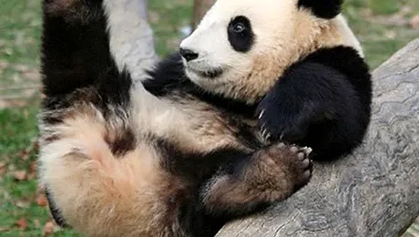 34.000 de euro, atat costa o statuie din fecale de panda!