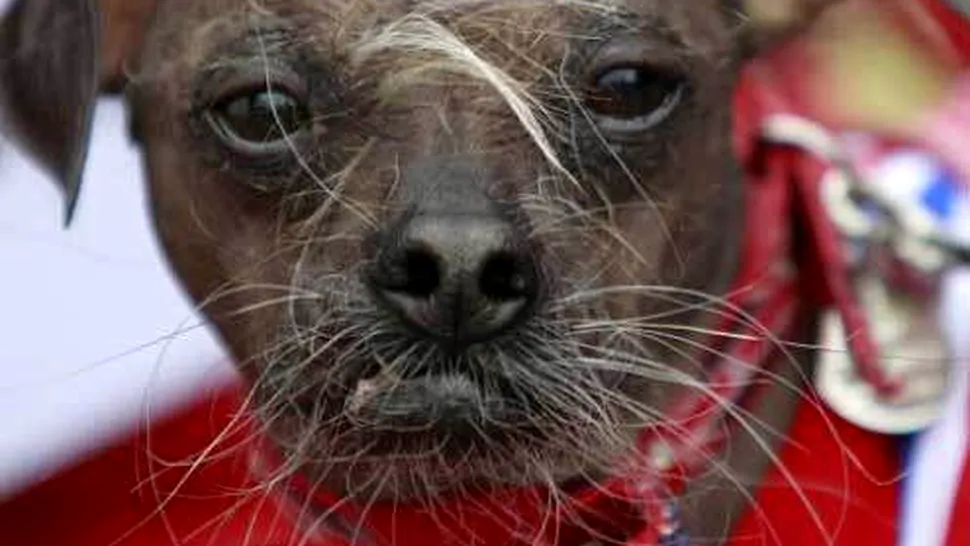 Mugly este cel mai urât câine din lume (Poze)