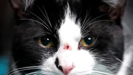 Pisica „ninja” care a supraviețuit unei împușcături între ochi