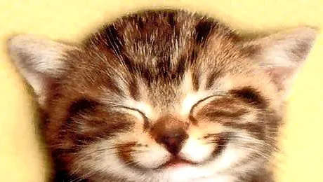 Bancurile zilei… de 13!