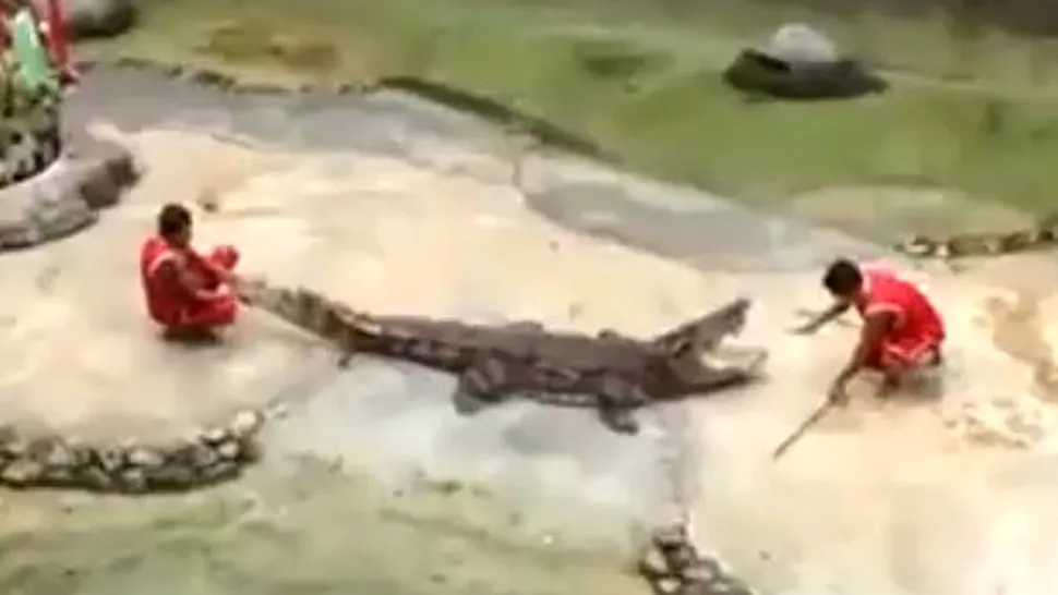 Bărbat mușcat de cap de un crocodil, în Thailanda (Video)