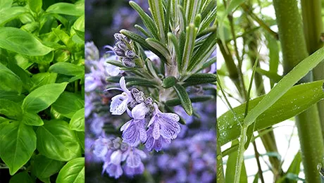 Plante care atrag norocul în locuință