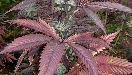 Cel mai ciudat fruct: capsuna cu gust de ananas