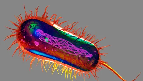 Premieră: Specialiștii au reușit să simuleze software un întreg organism