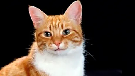 Un cuplu si-a reclamat motanul la politie, pentru furt