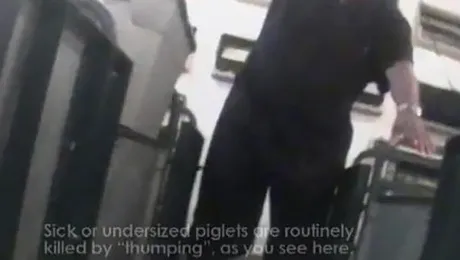 Ce ai vedea daca abatoarele ar avea pereti de sticla (Video)