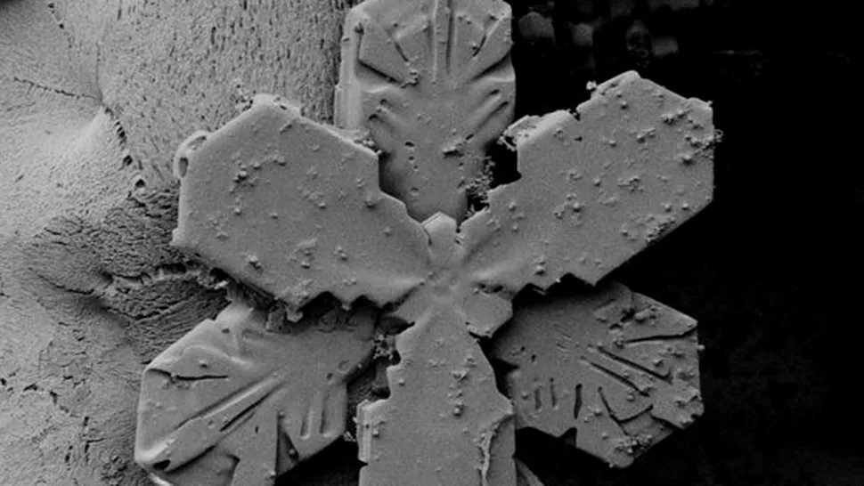 Fulgi de nea la microscop (Foto)