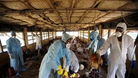 ONU avertizeaza: gripa aviara revine!