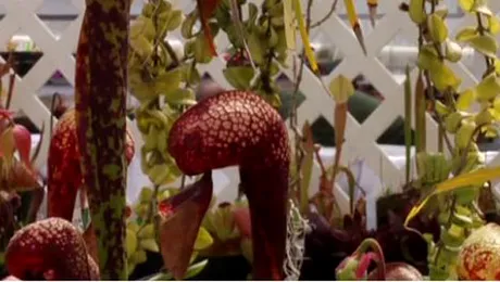 Cea mai mare colecție de plante carnivore din lume (Video)