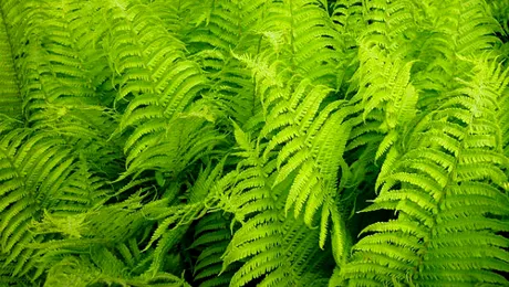 Când au apărut plantele pe Pământ?