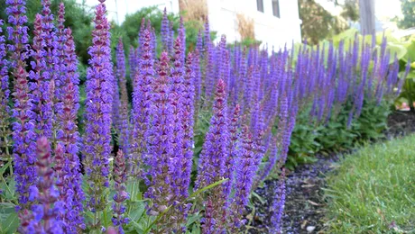 A fumat salvie si a innebunit (Video)