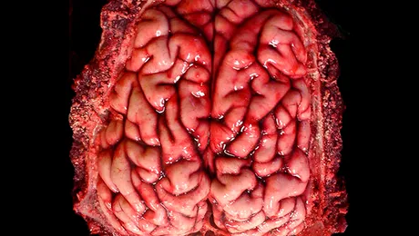 Infractorii au „o predispoziție genetică” pentru violență