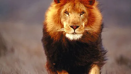 Leu în libertate, în Marea Britanie. Cetățenii sunt sfătuiți să stea în casa!