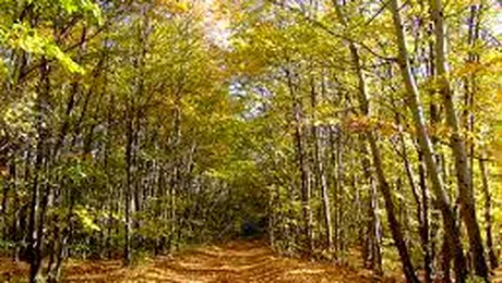 Ikea a cumpărat 33.600 de hectare de pădure în România, de la foști reprezentanți Harvard în România