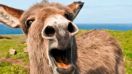 Jaf dejucat de un… măgar