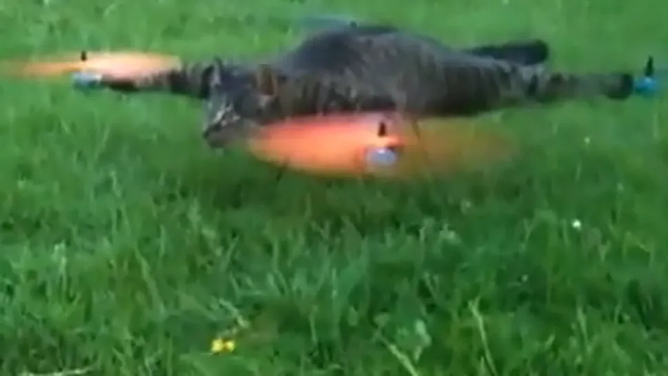 ARTĂ‚ SAU NEBUNIE? Un olandez și-a transformat pisica moartă în elicopter! (Video)