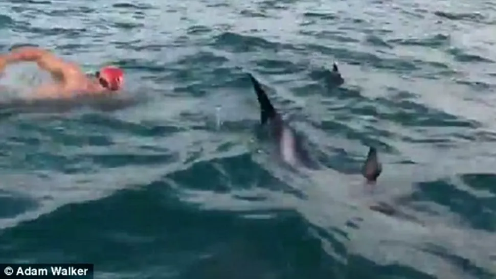 Înotător britanic, salvat de delfini