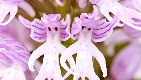 Flori care ne pun imaginația la încercare