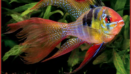 Muzica tare stresează peștii