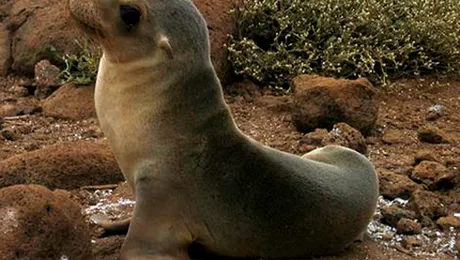 CLIPUL ZILEI: Un leu de mare s-a urcat în barca unui pescar