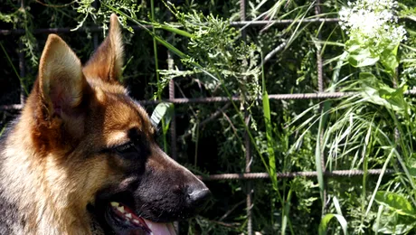 Ciobanesc german „dat afara” din Politie pentru ca este prea bland
