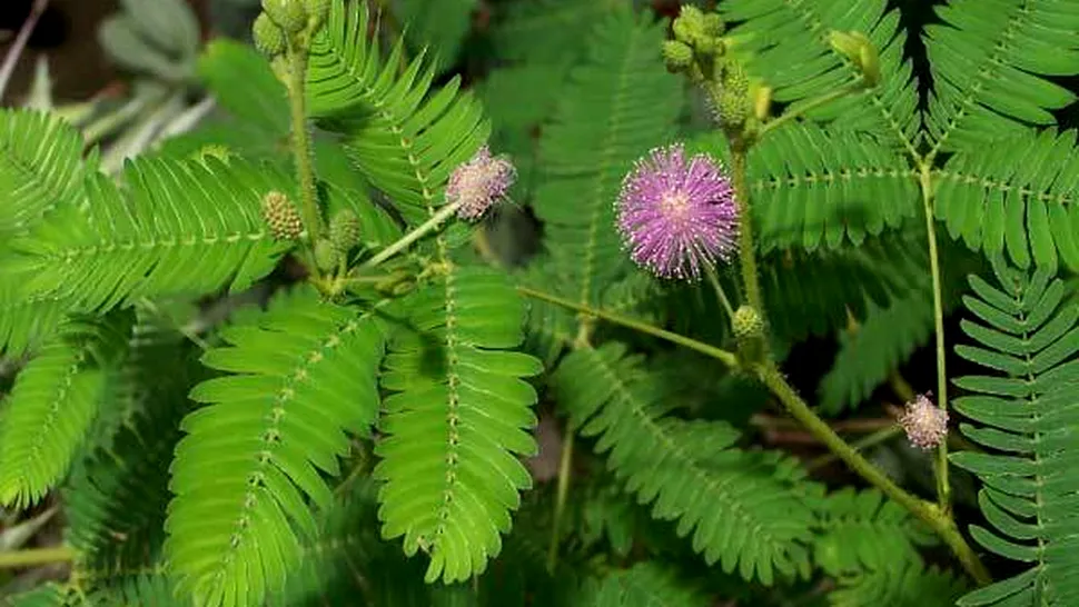 Mimosa, planta ce interacționează la atingere (Video)