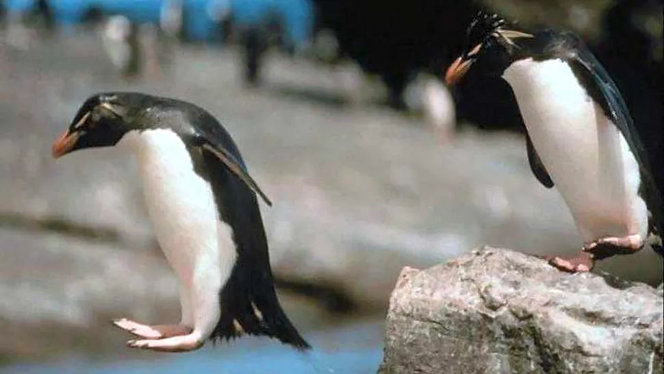 Pinguinii Bionici zboara si inoata pe spate!