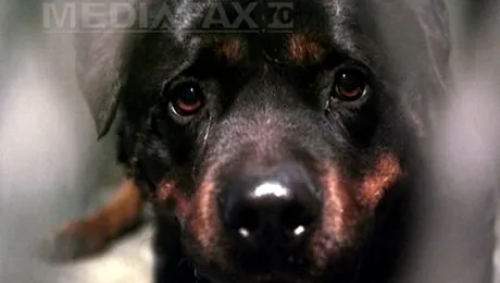 Doi copii din Timiș au fost mușcați de un rottweiler