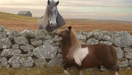 Poneiul care face „moonwalking” (Video)