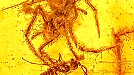 Atacul păianjenului ucigaș