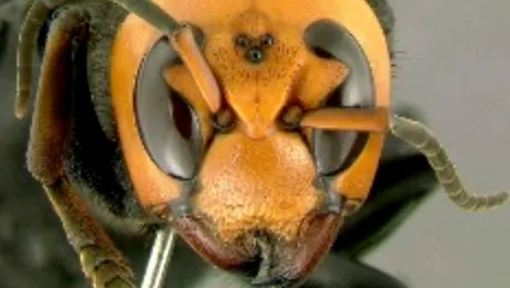 Chinezii sunt terorizați de viespi uriașe, care au omorât deja 42 de persoane