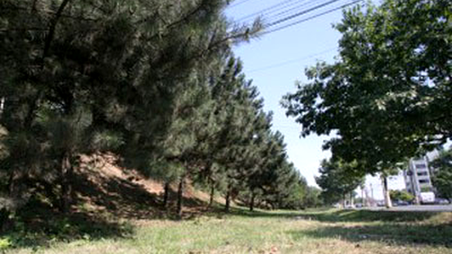 Spatiu verde protejat cu... beton