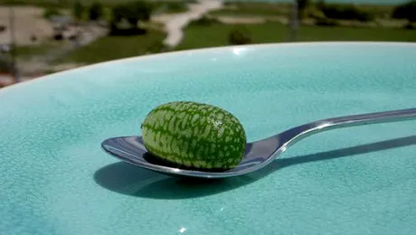 Pepquinos, cel mai mic pepene din lume (Poze)