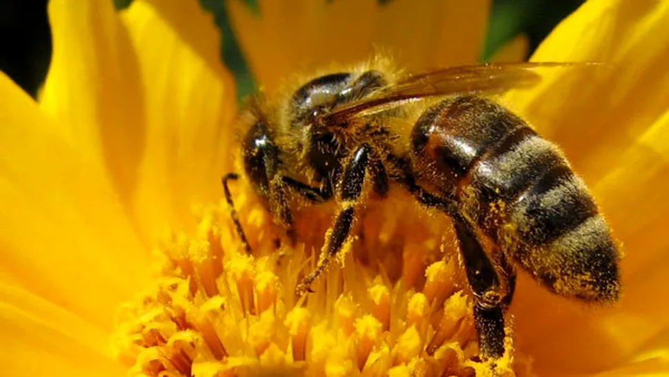 Canadienii cresc albine mutant, pentru a salva specia