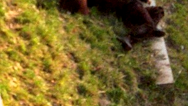 barbatul in ghearele ursului