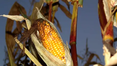 De ce crește porumbul în coceni?