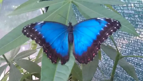 Fluturii tropicali vii, din perspectiva ta!