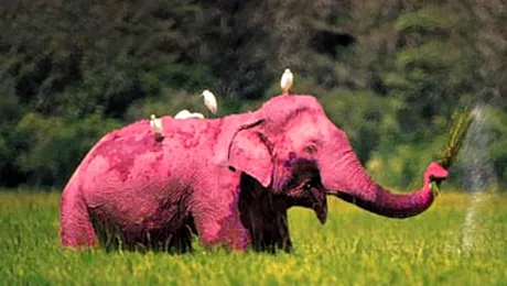 Elefantul roz, descoperit in Botswana