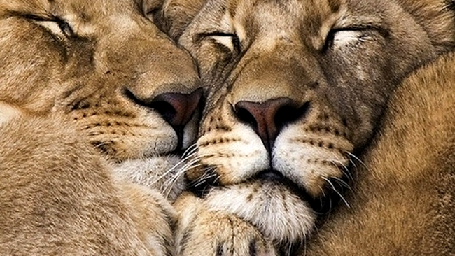 Giugiuleala face bine