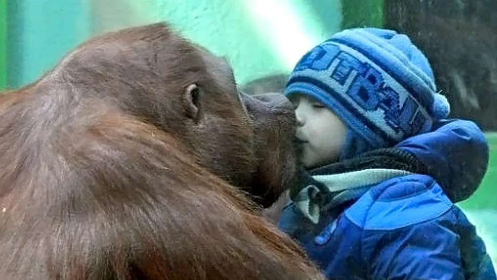 Un urangutan saruta un copil, la Zoo