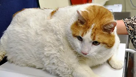 A murit Miau, pisica supraponderală